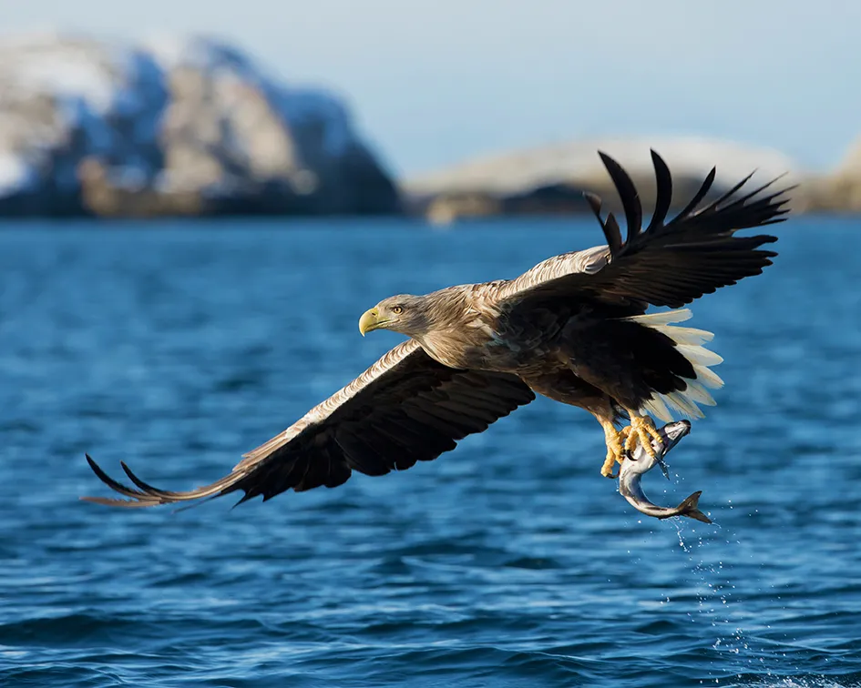 The eagle Senja, Norway