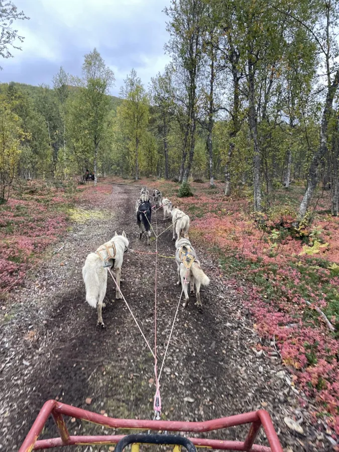 Senja Husky Adventure