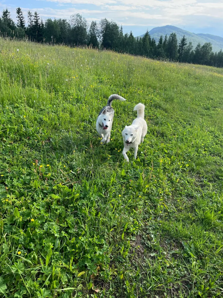 Besøk i huskykennel