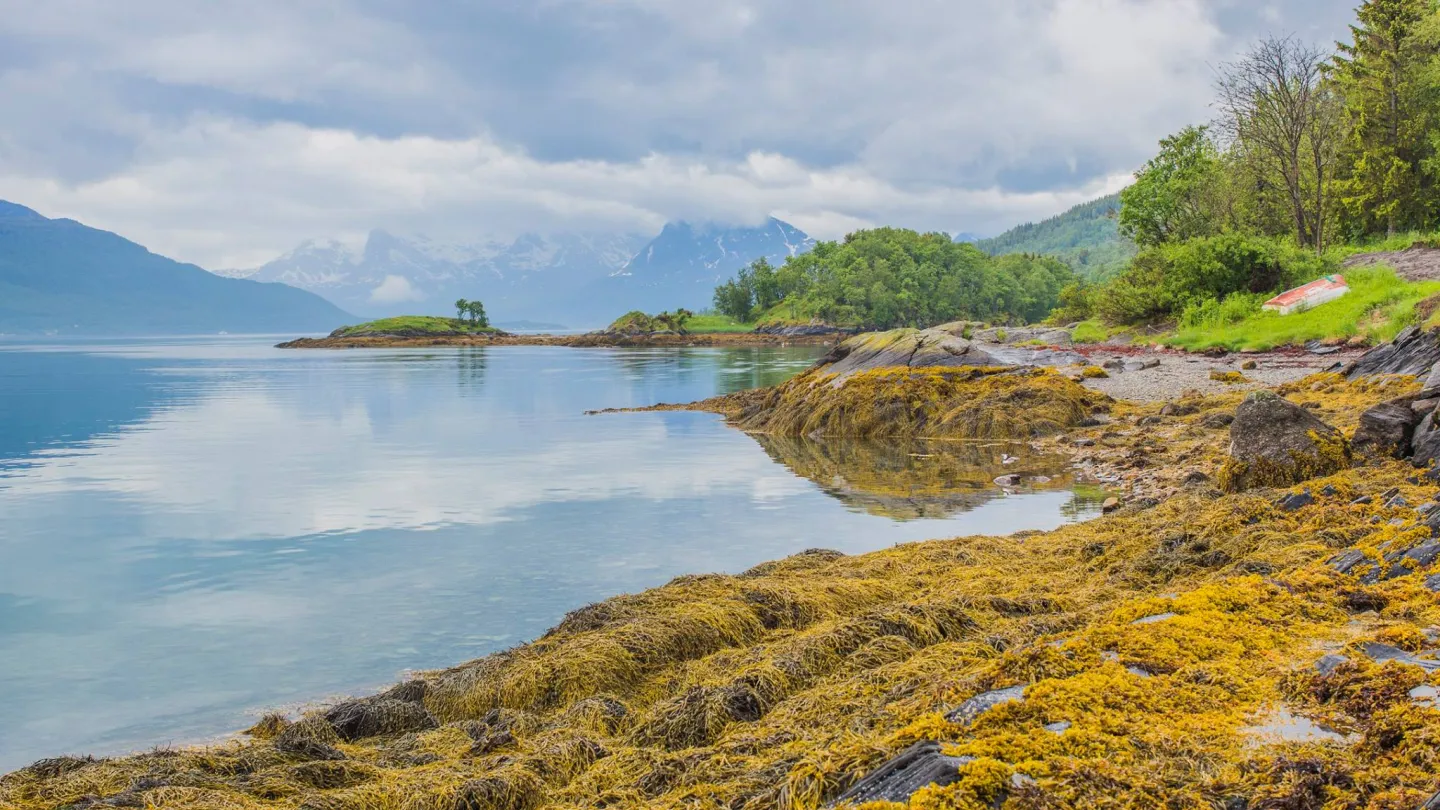 Dyrøy ©  Jenny Hoff